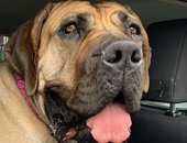 Molly The Boerboel